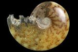 Polished, Agatized Ammonite (Cleoniceras) - Madagascar #97337-1